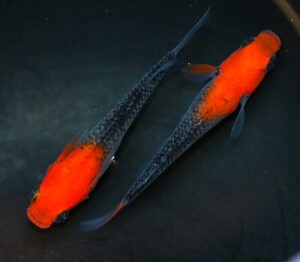 なごみやメダカ☆華薊赤黒錦クリアタイプ卵　　　20個☆　メダカ 　☆</a></h3>
                        
