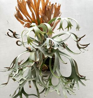 P. willinckii (vp#15) ウィリンキー【vandaka】ビカクシダ</a></h3>
                        