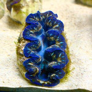 【花火模様】ヒメシャコガイ［9.5cm］</a></h3>
                        