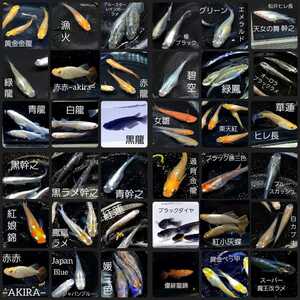 ミックスメダカの有精卵：60個＋α　 　　　　</a></h3>
                        