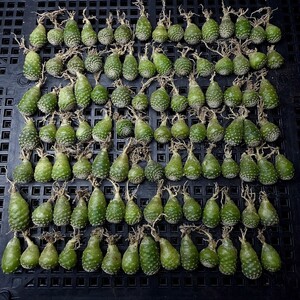 35W ストロンボカクタス 菊水Strombocactus disciformis 実生苗 100株同梱 サボテン 多肉植物【W番号は他の番号と同梱できません】</a></h3>
                        
                        