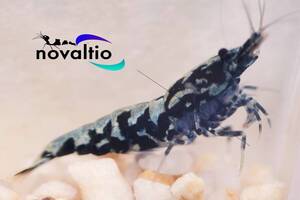 【novaltio】 ハイグレード　ブラックギャラクシー・ダークグリーンボア　全4匹　♂雄2匹・♀雌2匹</a></h3>
                        
                        