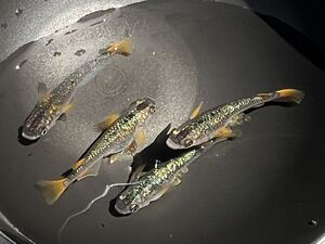 令和黒ラメ幹之　サファイア系　成魚６匹＋α メダカ</a></h3>
                        
                        