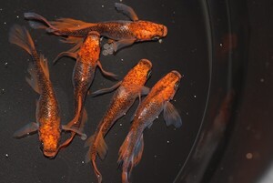 ◆米めだか◆　　竜章鳳姿［稚魚１５匹］☆極上☆　Fuji Aqua Green様直系 　☆★☆a</a></h3>
                        