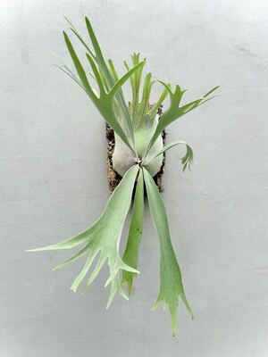 選抜株 P. willinckii × veitchii wild (selected)ウィリンキー ベイチー【vandaka】ビカクシダ</a></h3>
                        